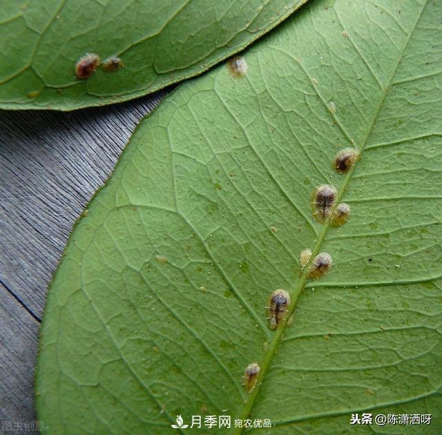 10種月季常見(jiàn)病蟲(chóng)害識別及用藥(圖4)