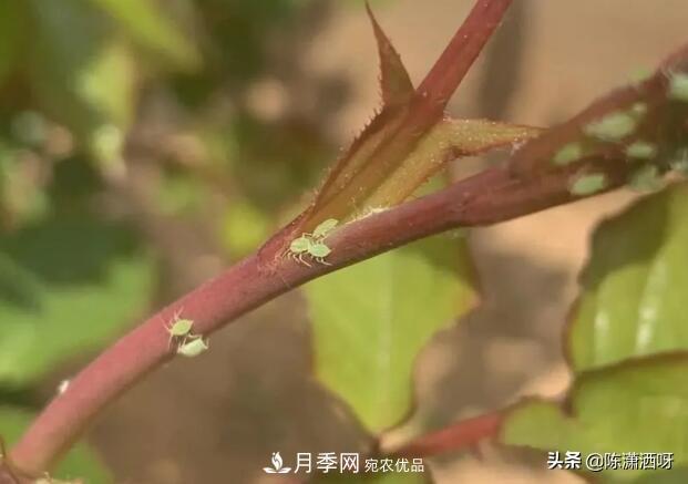 10種月季常見(jiàn)病蟲(chóng)害識別及用藥(圖3)