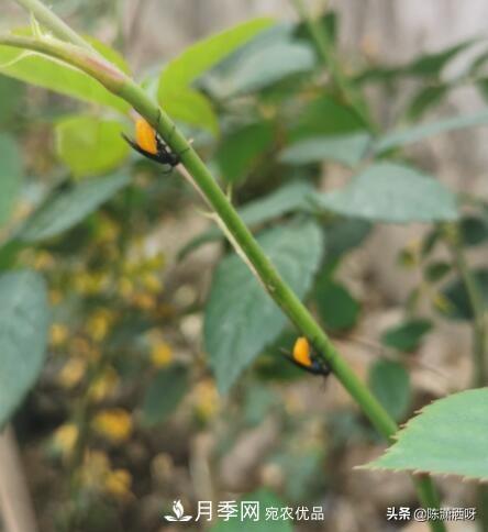 10種月季常見(jiàn)病蟲(chóng)害識別及用藥(圖1)