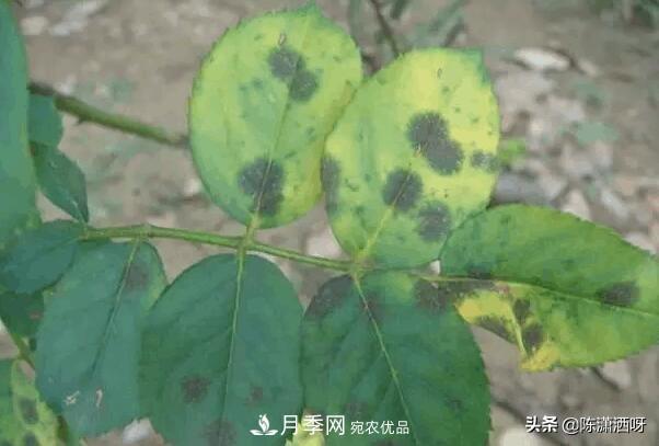 10種月季常見(jiàn)病蟲(chóng)害識別及用藥(圖8)