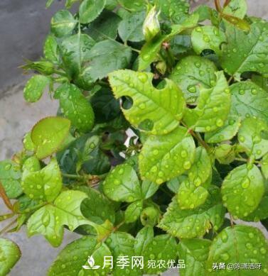 10種月季常見(jiàn)病蟲(chóng)害識別及用藥(圖9)