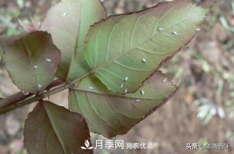 10種月季常見(jiàn)病蟲(chóng)害識別及用藥(圖15)