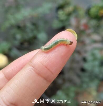 10種月季常見(jiàn)病蟲(chóng)害識別及用藥(圖12)