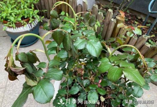 10種月季常見(jiàn)病蟲(chóng)害識別及用藥(圖13)