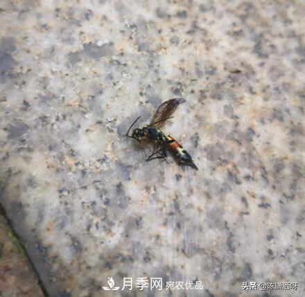 10種月季常見(jiàn)病蟲(chóng)害識別及用藥(圖14)