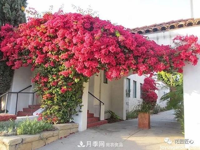 八月月季花卉養護，園丁的打理事宜(圖5)