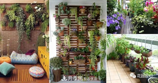 八月月季花卉養護，園丁的打理事宜(圖3)