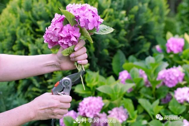 八月月季花卉養護，園丁的打理事宜(圖7)