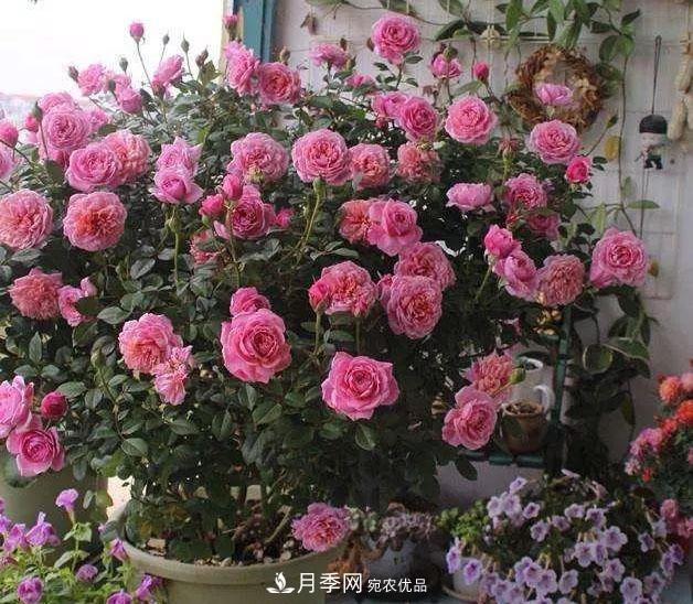 八月月季花卉養護，園丁的打理事宜(圖9)