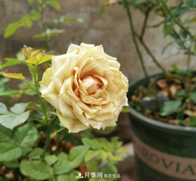 月季橫拉一個(gè)月了，就是不出粗筍，怎么辦？(圖1)