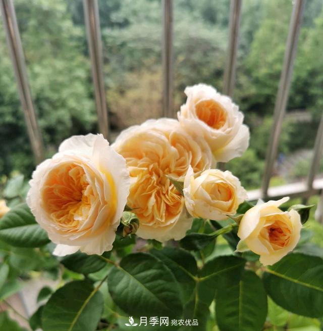 月季橫拉一個(gè)月了，就是不出粗筍，怎么辦？(圖5)