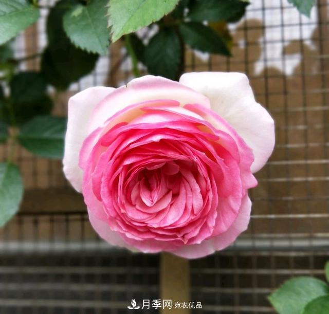 月季橫拉一個(gè)月了，就是不出粗筍，怎么辦？(圖3)