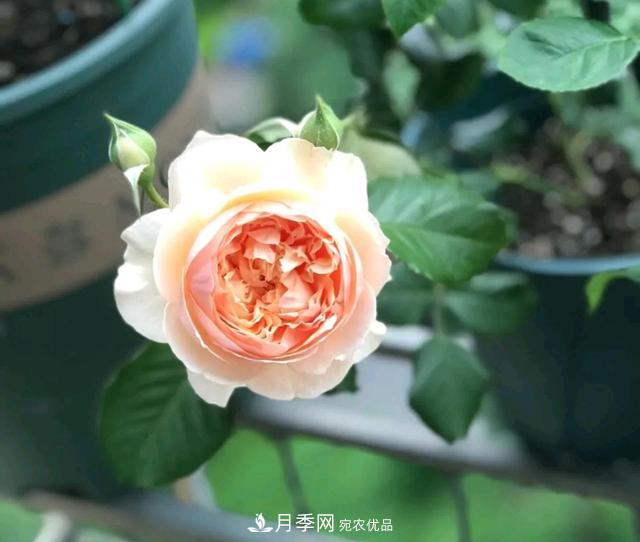 月季橫拉一個(gè)月了，就是不出粗筍，怎么辦？(圖4)
