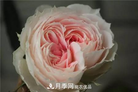 花期***長(cháng)的10種月季，種一棵賞大半年(圖15)
