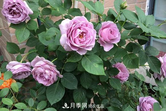立秋后盆栽月季想要9、10月正常開(kāi)花，注意此4點(diǎn)(圖2)