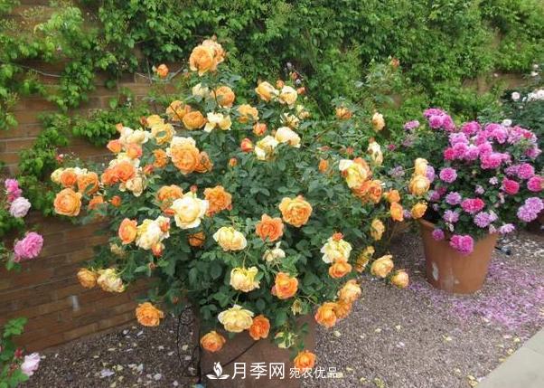 立秋后盆栽月季想要9、10月正常開(kāi)花，注意此4點(diǎn)(圖3)