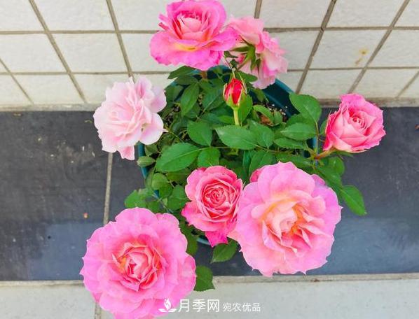 立秋后盆栽月季想要9、10月正常開(kāi)花，注意此4點(diǎn)(圖4)