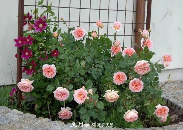 立秋后盆栽月季想要9、10月正常開(kāi)花，注意此4點(diǎn)(圖6)