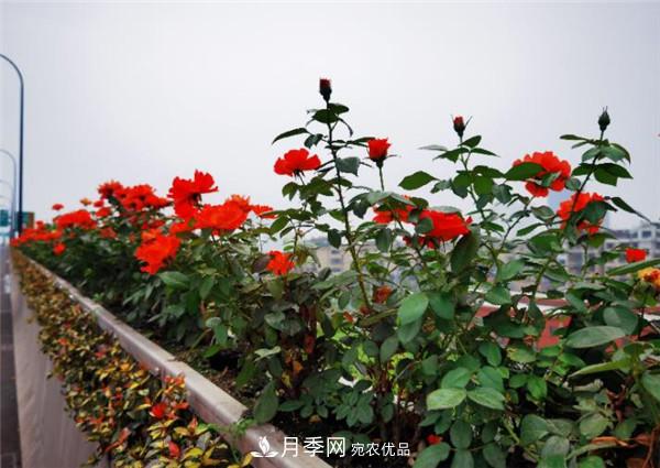 安徽合肥市垂直綠化再添新亮色 郎溪路高架橋變身“月季長(cháng)廊”(圖1)