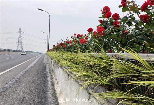 安徽合肥市垂直綠化再添新亮色 郎溪路高架橋變身“月季長(cháng)廊”(圖2)