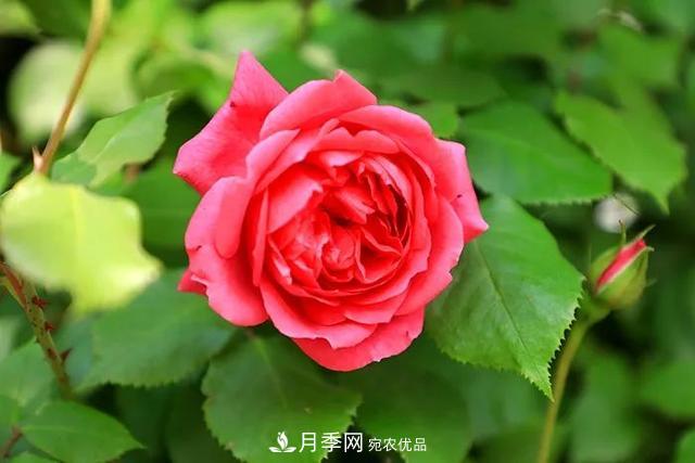 河北衡水二中月季花開(kāi)，大美校園綠化(圖4)