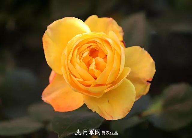 河北衡水二中月季花開(kāi)，大美校園綠化(圖3)