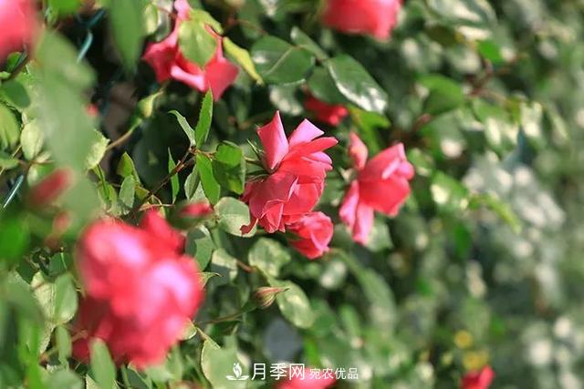 河北衡水二中月季花開(kāi)，大美校園綠化(圖5)