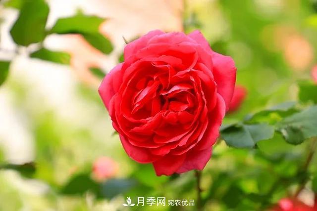 河北衡水二中月季花開(kāi)，大美校園綠化(圖7)