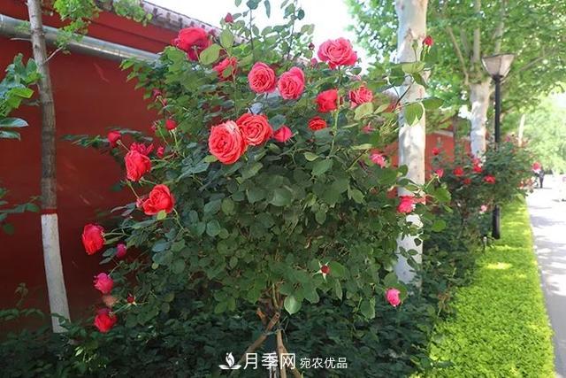 河北衡水二中月季花開(kāi)，大美校園綠化(圖9)