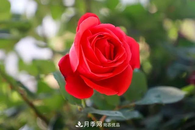 河北衡水二中月季花開(kāi)，大美校園綠化(圖8)