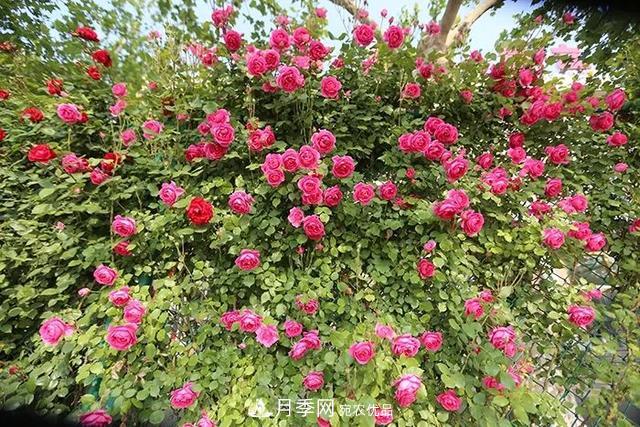 河北衡水二中月季花開(kāi)，大美校園綠化(圖6)