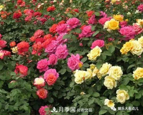 想要月季滿(mǎn)樹(shù)都是花苞，掌握4個(gè)訣竅，芽多枝干壯花朵開(kāi)爆盆(圖1)