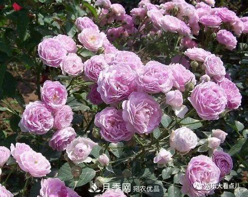 想要月季滿(mǎn)樹(shù)都是花苞，掌握4個(gè)訣竅，芽多枝干壯花朵開(kāi)爆盆(圖3)
