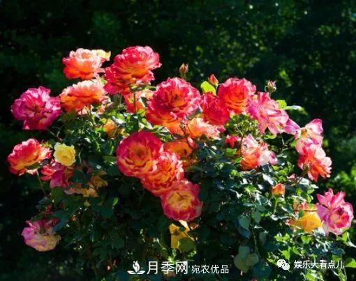 想要月季滿(mǎn)樹(shù)都是花苞，掌握4個(gè)訣竅，芽多枝干壯花朵開(kāi)爆盆(圖2)