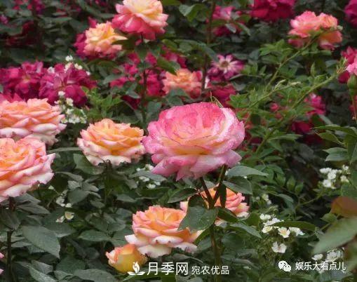 想要月季滿(mǎn)樹(shù)都是花苞，掌握4個(gè)訣竅，芽多枝干壯花朵開(kāi)爆盆(圖4)
