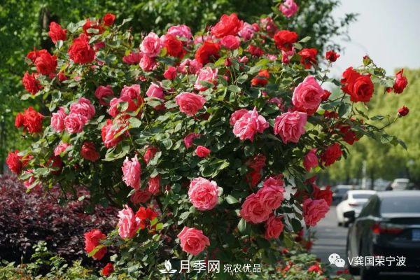 浙江寧波綠化“月季樹(shù)”千花盛放、爭奇斗艷甬城(圖1)