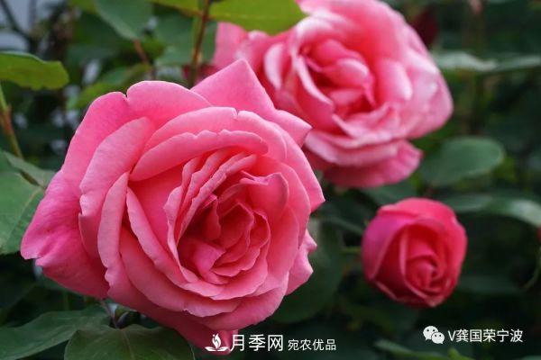 浙江寧波綠化“月季樹(shù)”千花盛放、爭奇斗艷甬城(圖3)