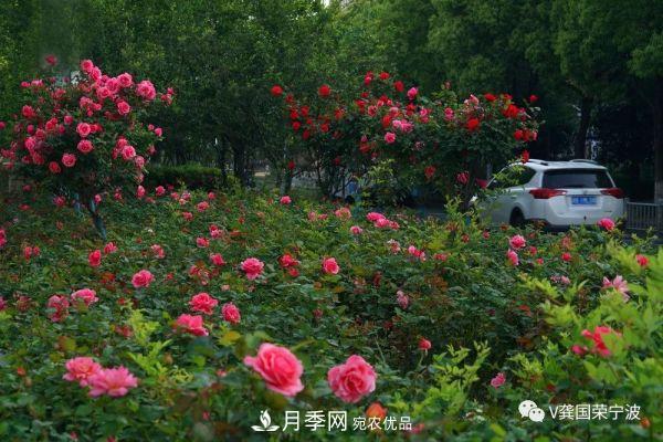 浙江寧波綠化“月季樹(shù)”千花盛放、爭奇斗艷甬城(圖5)