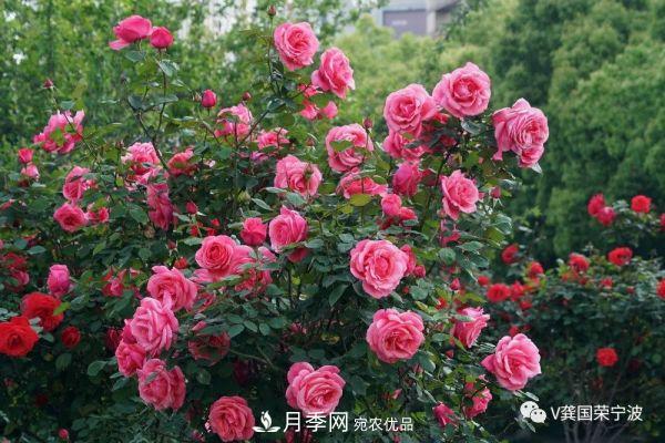 浙江寧波綠化“月季樹(shù)”千花盛放、爭奇斗艷甬城(圖2)