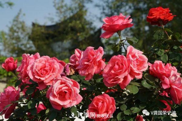 浙江寧波綠化“月季樹(shù)”千花盛放、爭奇斗艷甬城(圖4)
