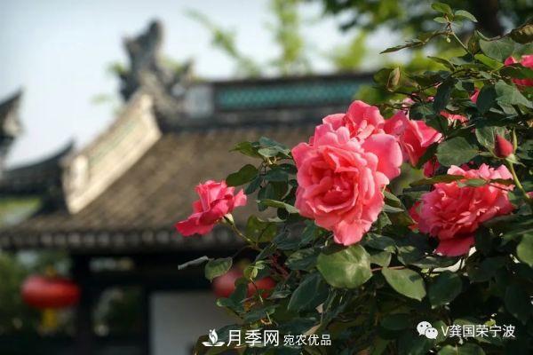 浙江寧波綠化“月季樹(shù)”千花盛放、爭奇斗艷甬城(圖6)