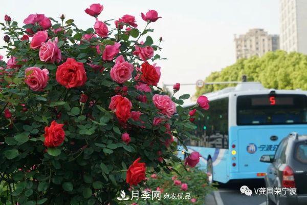 浙江寧波綠化“月季樹(shù)”千花盛放、爭奇斗艷甬城(圖8)
