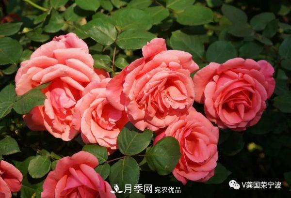 浙江寧波綠化“月季樹(shù)”千花盛放、爭奇斗艷甬城(圖7)