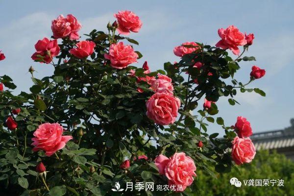 浙江寧波綠化“月季樹(shù)”千花盛放、爭奇斗艷甬城(圖11)