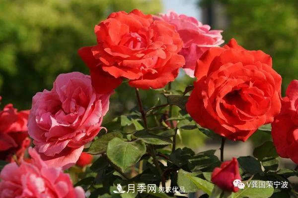 浙江寧波綠化“月季樹(shù)”千花盛放、爭奇斗艷甬城(圖9)