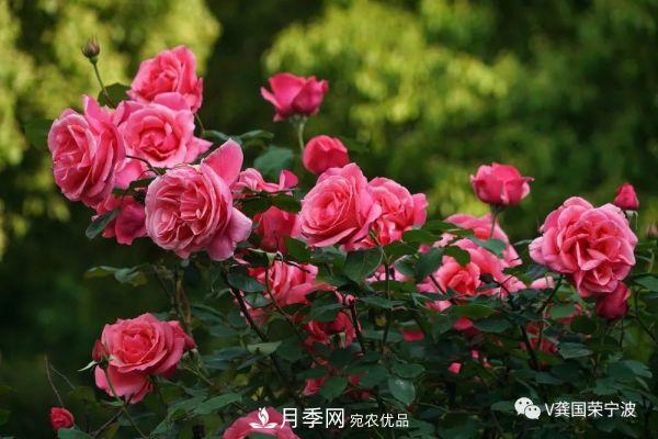 浙江寧波綠化“月季樹(shù)”千花盛放、爭奇斗艷甬城(圖13)