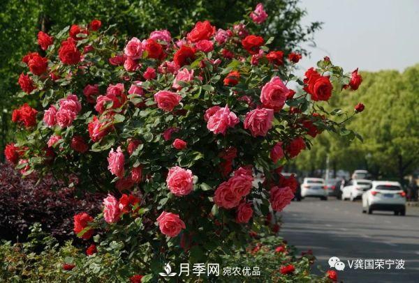浙江寧波綠化“月季樹(shù)”千花盛放、爭奇斗艷甬城(圖12)