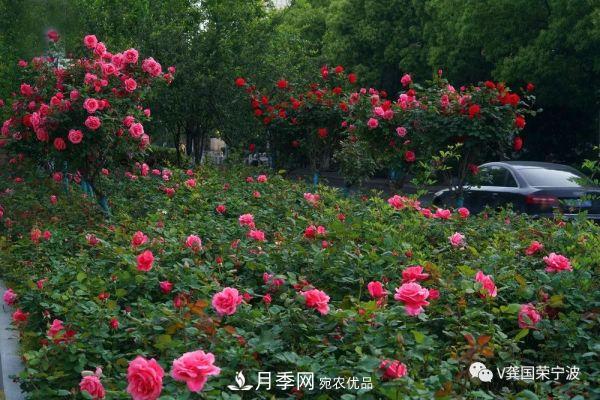 浙江寧波綠化“月季樹(shù)”千花盛放、爭奇斗艷甬城(圖15)