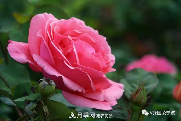 浙江寧波綠化“月季樹(shù)”千花盛放、爭奇斗艷甬城(圖14)
