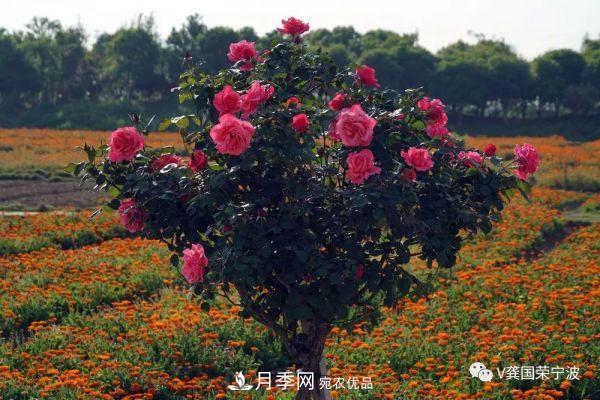 浙江寧波綠化“月季樹(shù)”千花盛放、爭奇斗艷甬城(圖18)
